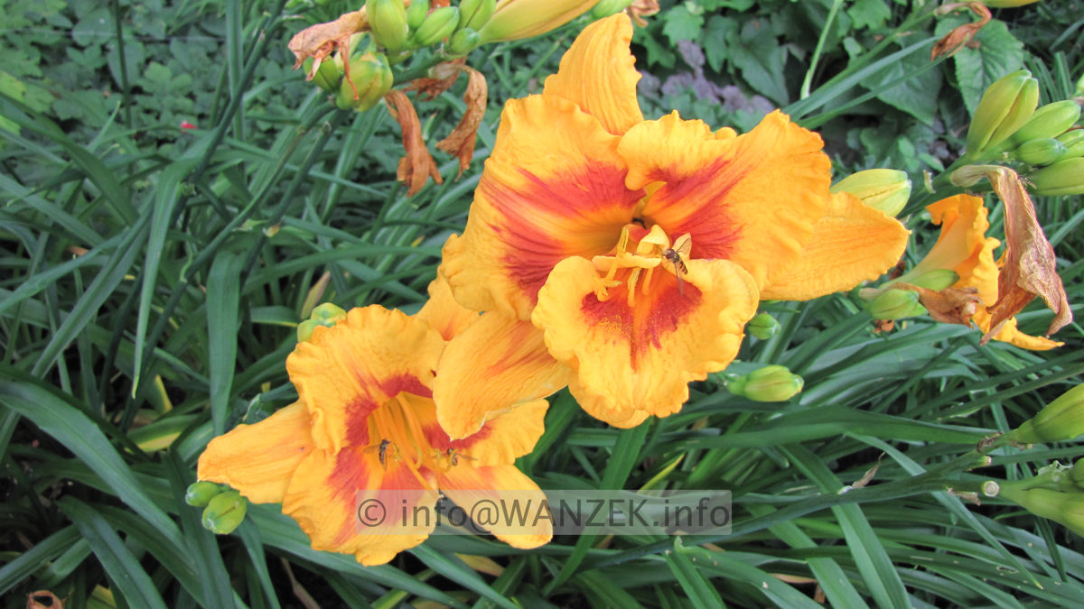 Hemerocallis Fooled Me 8.JPG